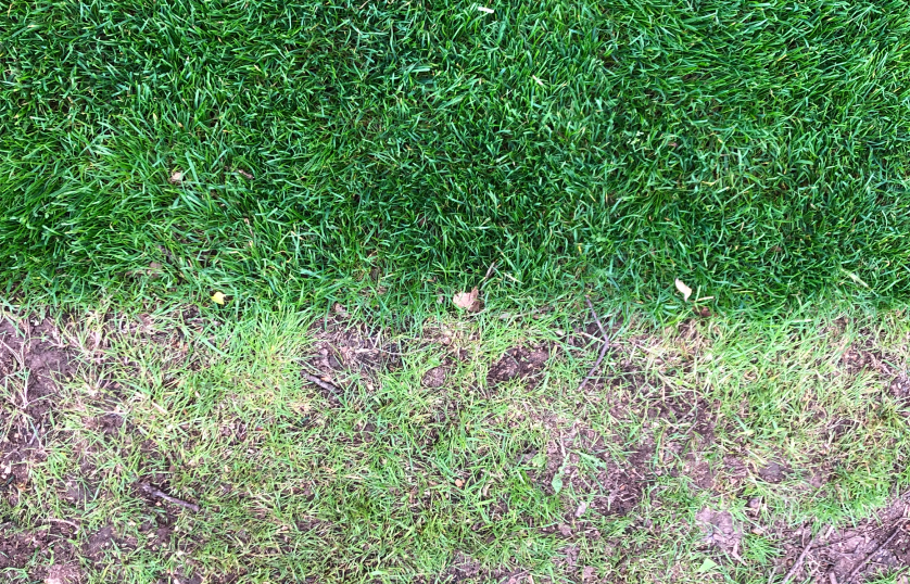 results of loose dirt lawn health repair