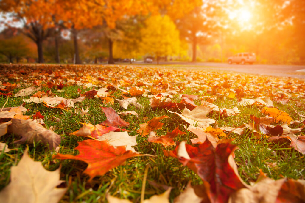 a lawn in sacramento covered in leaves from a maple tree