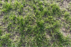 lawn-health-issue-patchy