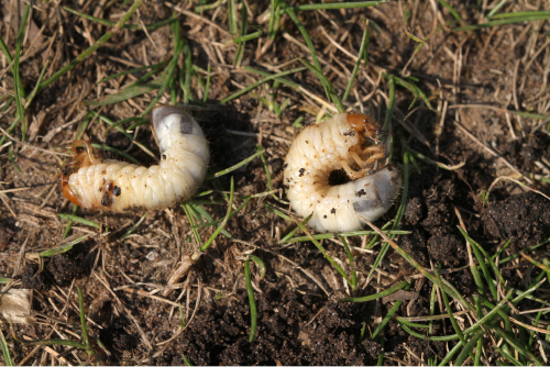 lawn-health-issue-pests
