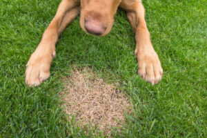 lawn-health-issue-pets