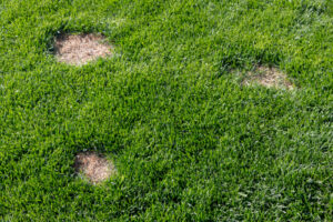 lawn-health-issue-spots