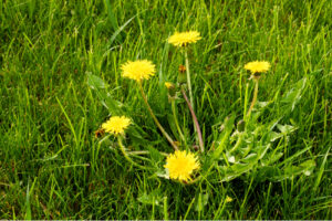 lawn-health-issue-weeds