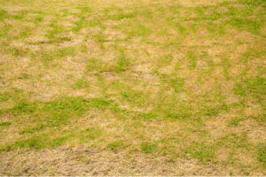 lawn-health-issue-yellowing