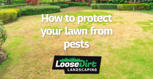 Lawn damage from pests