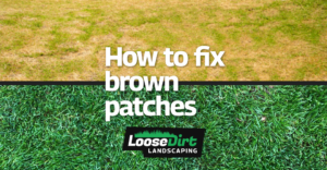 Lawn that has been restored by Loose Dirt