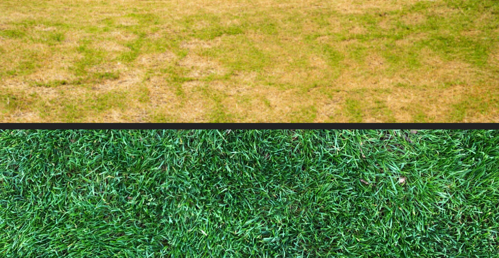 Turning brown patches into lush lawn