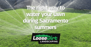 Loose dirt are experts in watering lawns during summers around sacramento