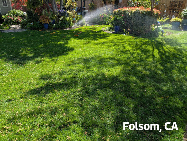 Folsom Lawn after Loose Dirt Lawn Care Program - cropped