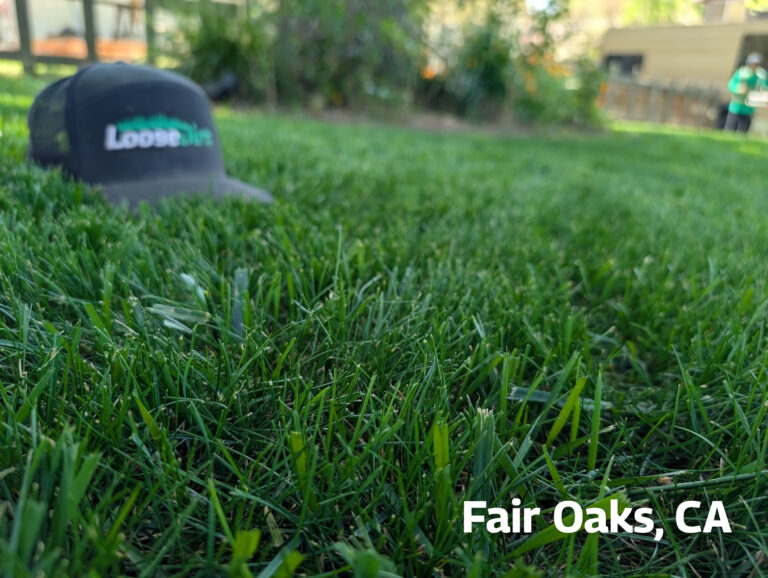 Results of Loose Dirt Lawn Care - cropped
