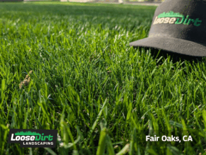 Results of aeration by Loose Dirt - 1