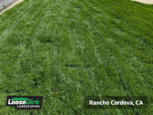 Results of aeration by Loose Dirt - 2