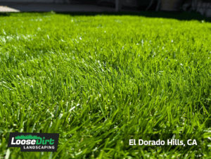 Results of aeration by Loose Dirt - 6