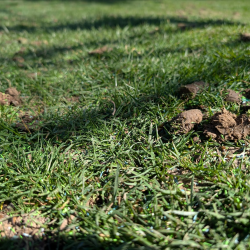 Folsom lawn after core aeration and seeding