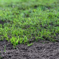 lawn being repaired in fair oaks